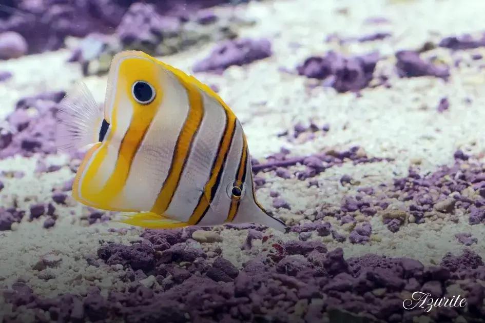 Stocking rules that prevent stress: bioload, territory, and swim levels