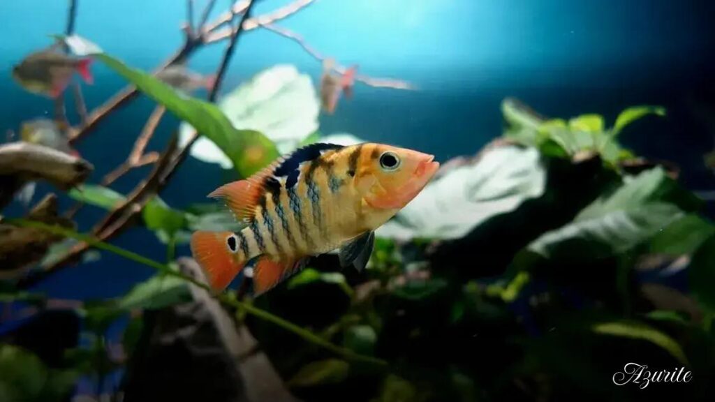 The Ultimate Guide to Freshwater Aquarium Fish: Types, Care & Compatibility
