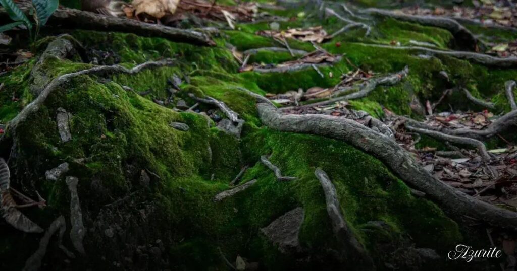 Aquarium Moss Guide: Java vs. Christmas vs. Weeping Moss