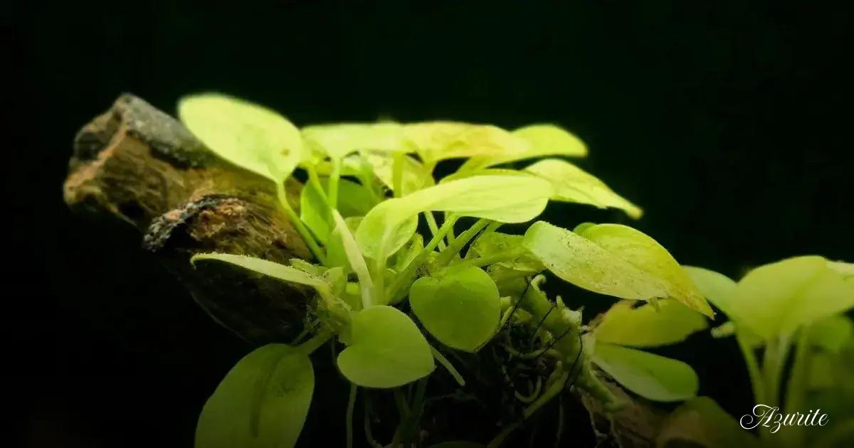 Bucephalandra: compact epiphytes, low light tolerance, gentle flow preferred