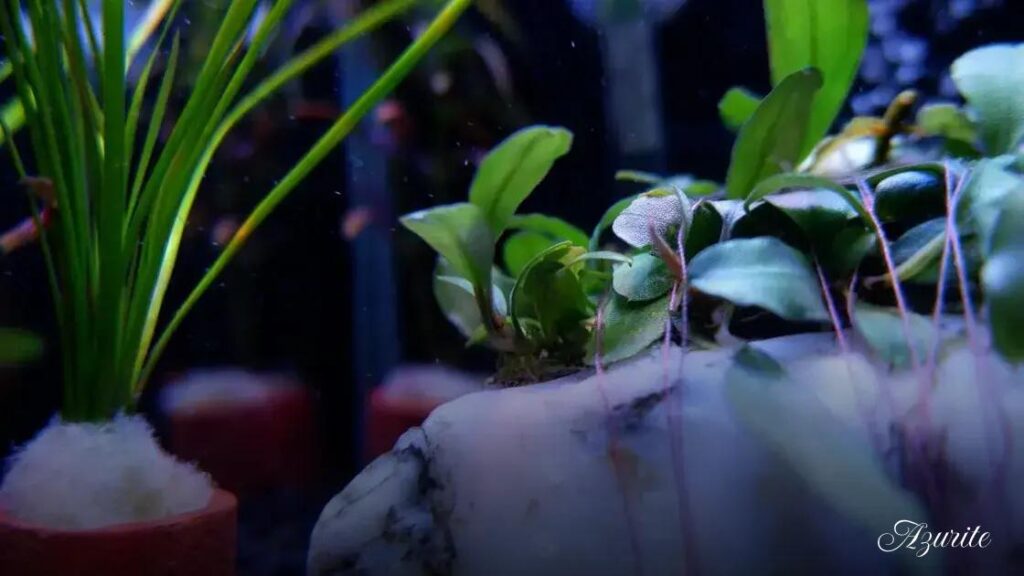 Live Aquarium Plants for Beginners: Types, Light & Fertilizer Guide
