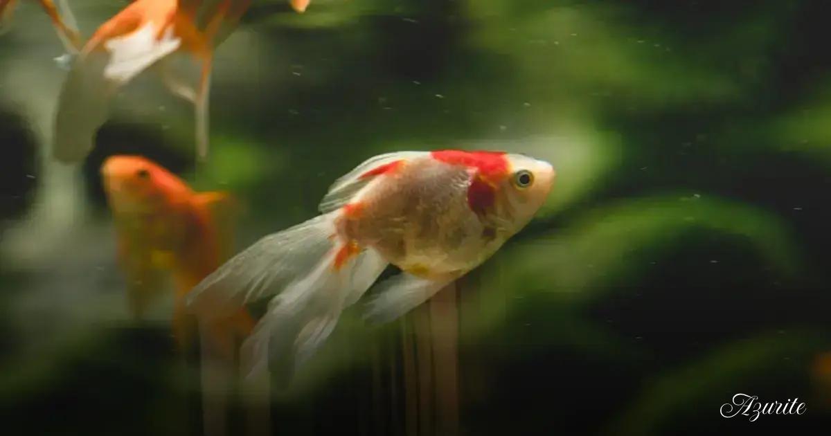 Red flags that point to bigger issues (ammonia spikes, dead fish, decay)