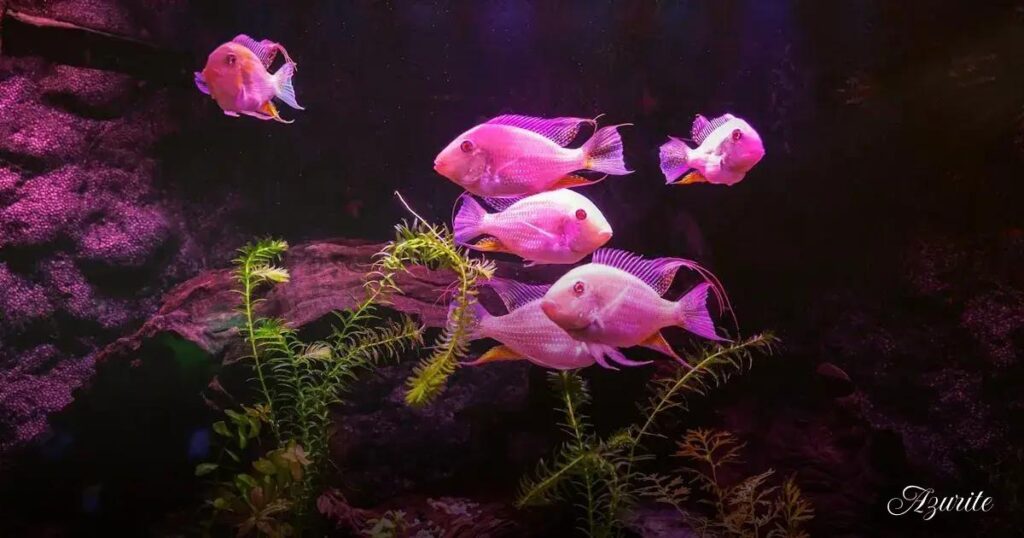 Sponge Filter vs. HOB Filter: Which is Better for Shrimp Tanks?