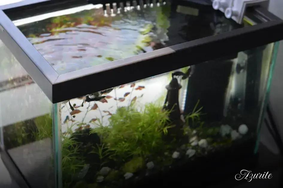Tank size, water parameters, and filtration